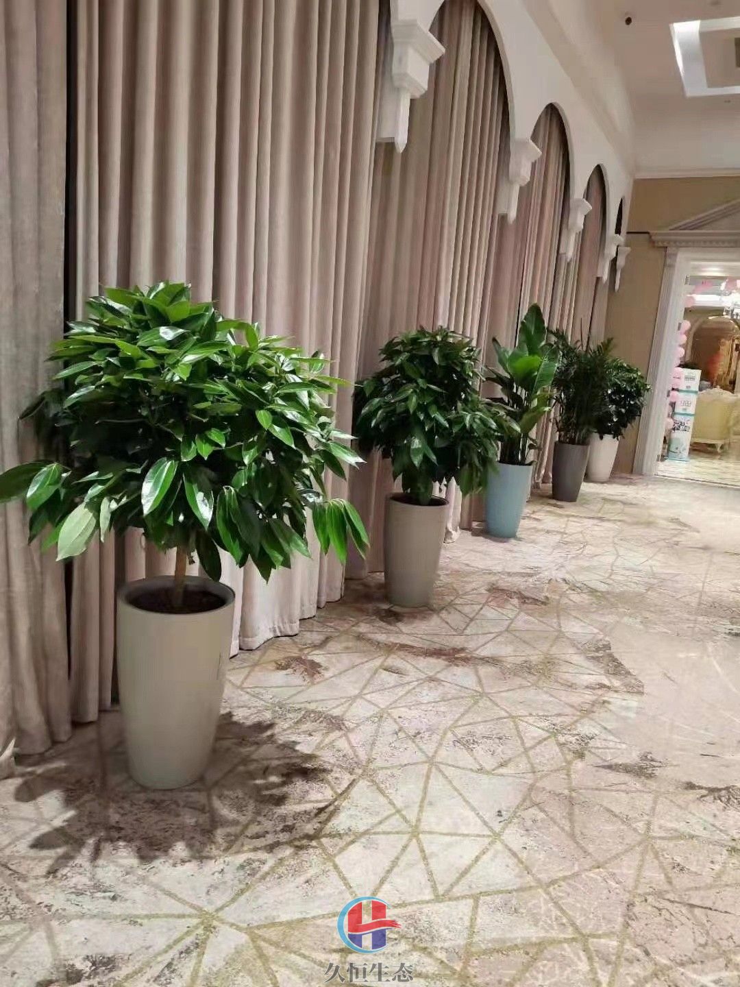 南湖酒店走廊花卉绿植摆放